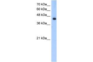 WB Suggested Anti-ACADL Antibody Titration:  0. (ACADL Antikörper  (N-Term))