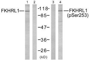 Western blot analysis of extracts from NIH/3T3 cells using FKHRL1 (Ab-253) antibody (Lane 1 and 2) and FKHRL1 (phospho-Ser253) antibody (Lane 3 and 4). (FOXO3 Antikörper  (pSer253))