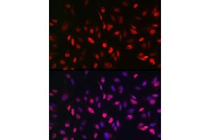 Immunofluorescence analysis of U2OS cells using KDM3A Rabbit pAb (ABIN6134725, ABIN6142790, ABIN6142791 and ABIN6215526) at dilution of 1:150 (40x lens). (KDM3A Antikörper  (AA 350-450))