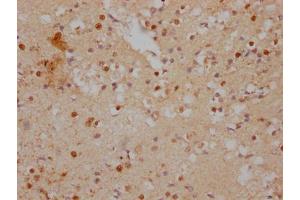 IHC image of ABIN7156707 diluted at 1:500 and staining in paraffin-embedded human brain tissue performed on a Leica BondTM system. (IFRD1 Antikörper  (AA 1-200))