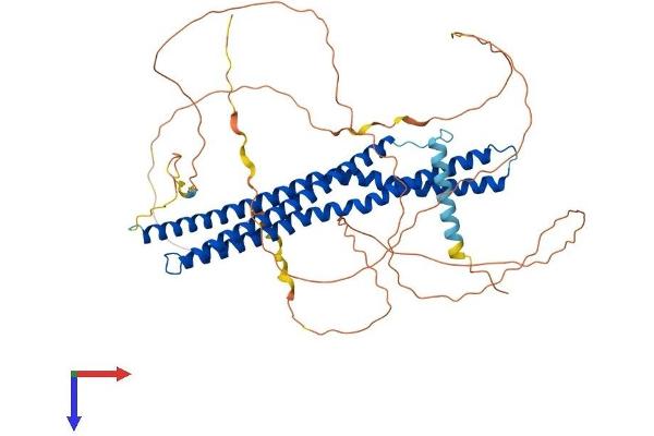 BIN2 Protein (AA 1-565) (His tag)