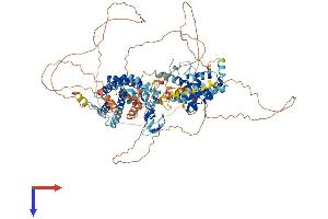 ZFYVE28 Protein (AA 1-905) (His tag)