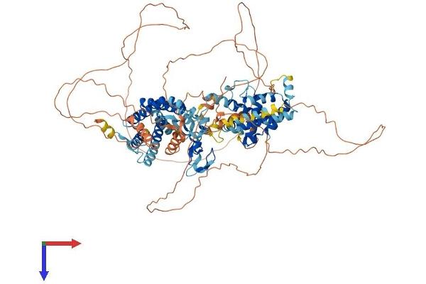 ZFYVE28 Protein (AA 1-905) (His tag)
