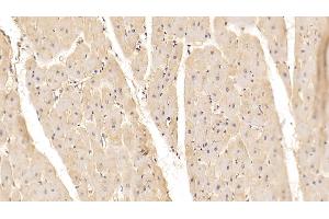 Detection of ADPN in Porcine Cardiac Muscle Tissue using Monoclonal Antibody to Adiponectin (ADPN) (ADIPOQ Antikörper  (AA 18-243))