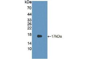 Western blot analysis of recombinant Mouse CDKN2B. (CDKN2B Antikörper  (AA 1-130))