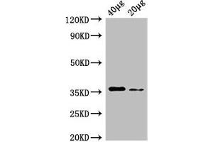 Western Blot Positive WB detected in: Rosseta bacteria lysate at 40 μg, 20 μg All lanes: dcyD antibody at 0. (DcyD Antikörper  (AA 2-328) (Biotin))