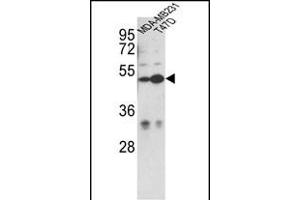 Western blot analysis of CEP55 Antibody (N-term) (ABIN652526 and ABIN2842354) in MDA-M, T47D cell line lysates (35 μg/lane). (CEP55 Antikörper  (N-Term))