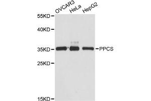 Western blot analysis of extracts of various cell lines, using PPCS antibody (ABIN6293765) at 1:3000 dilution. (PPCS Antikörper)