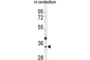 Western Blotting (WB) image for anti-Olfactory Receptor, Family 51, Subfamily I, Member 1 (OR51I1) antibody (ABIN2995744) (OR51I1 Antikörper)