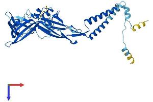 P2RX4 Protein (AA 1-388) (His tag)