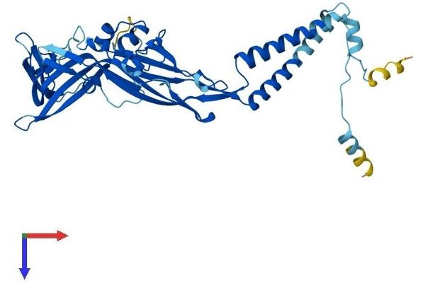 P2RX4 Protein (AA 1-388) (His tag)