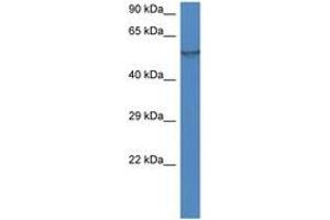 FMO1 antibody  (AA 40-89)