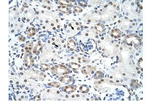 LSM2 antibody was used for immunohistochemistry at a concentration of 4-8 ug/ml to stain Epithelial cells of renal tubule (arrows) in Human Kidney. (LSM2 Antikörper)