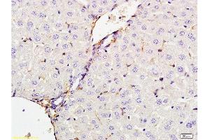Formalin-fixed and paraffin embedded rat liver tissue labeled with Anti-CXCL13 Polyclonal Antibody, Unconjugated  at 1:200 followed by conjugation to the secondary antibody and DAB staining