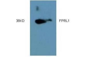 Western Blotting (WB) image for anti-Formyl Peptide Receptor 2 (FPR2) (AA 181-192) antibody (ABIN452645) (FPR2 Antikörper  (AA 181-192))