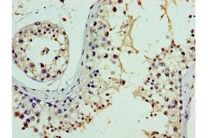 Immunohistochemistry of paraffin-embedded human testis tissue using ABIN7161152 at dilution of 1:100
