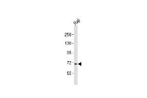Western Blotting (WB) image for anti-F-Box and WD Repeat Domain Containing 7 (FBXW7) (AA 177-208), (N-Term) antibody (ABIN6243654)