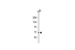 Anti-FBXW7 Antibody (N-term)at 1:2000 dilution + Raji whole cell lysates Lysates/proteins at 20 μg per lane. (FBXW7 Antikörper  (N-Term))