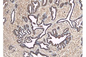ABIN184638 (8µg/ml) staining of paraffin embedded Human Prostate.