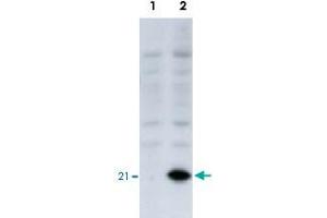 Identification of the EID1 protein by EID1 monoclonal antibody, clone #2  by western blotteing. (EID1 Antikörper  (AA 1-19))