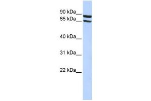 Western Blotting (WB) image for anti-Solute Carrier Family 6 (Neutral Amino Acid Transporter), Member 15 (SLC6A15) antibody (ABIN2458798)