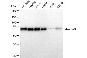 Western blotting analysis using Raf1 antibody (ABIN7800800). (Rekombinanter RAF1 Antikörper)