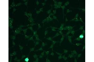 Immunofluorescence (IF) image for anti-Mitogen-Activated Protein Kinase 1/3 (MAPK1/3) (phosphospecific) antibody (ABIN870326) (ERK1/2 Antikörper  (phosphospecific))