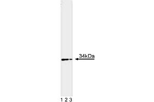 Western blot analysis of Cdk1 on a HeLa cell lysate. (CDK1 Antikörper  (AA 283-297))
