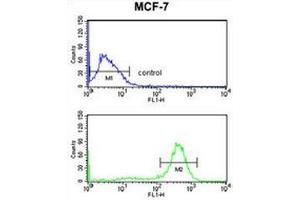 Flow cytometry analysis of MCF-7 cells (bottom histogram) compared to a negative control cell (top histogram) using Chondroitin sulfate synthase 2  Antibody , followed by FITC-conjugated goat-anti-rabbit secondary antibodies. (CHPF Antikörper  (Middle Region))