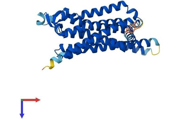 Adenosine A3 Receptor Protein (ADORA3) (AA 1-318) (His tag)