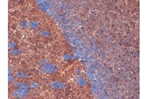 Immunohistochemistry (IHC) image for anti-Potassium Voltage-Gated Channel, Shaker-Related Subfamily, Member 2 (KCNA2) (C-Term) antibody (ABIN6658139)