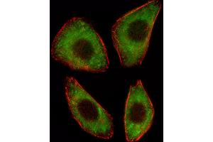 Fluorescent image of A549 cell stained with TCF25 Antibody (N-term). (TCF25 Antikörper  (N-Term))