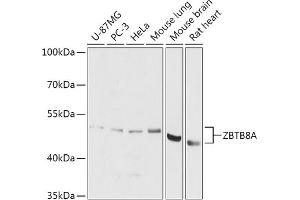 Western blot analysis of extracts of various cell lines, using ZBTB8A antibody (ABIN7271440) at 1:1000 dilution. (ZBTB8A Antikörper  (AA 200-400))