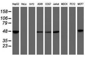 Image no. 2 for anti-Mitochondrial Ribosomal Protein S27 (MRPS27) (AA 151-414) antibody (ABIN1490965) (MRPS27 Antikörper  (AA 151-414))