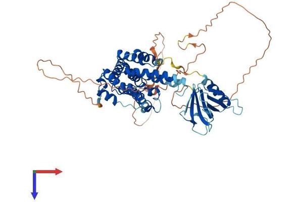 RALGPS1 Protein (AA 1-557) (His tag)