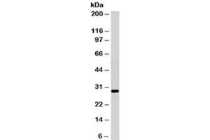 Western blot testing of Ramos cell lysate with HLA-DRB1 antibody (clone LN3). (HLA-DRB1 Antikörper)