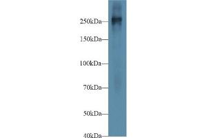 Western Blot; Sample: Mouse Placenta lysate; Primary Ab: 1µg/ml Rabbit Anti-Mouse FN Antibody Second Ab: 0. (Fibronectin Antikörper  (AA 2117-2236))