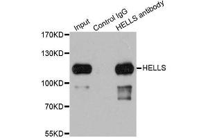 Immunoprecipitation analysis of 200ug extracts of 293T cells using 1ug HELLS antibody.