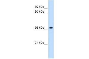 WB Suggested Anti-MAS1 Antibody Titration:  0. (MAS1 Antikörper  (Middle Region))