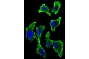 Immunofluorescence analysis of Hela cells using GAB2 mouse mAb (green). (GAB2 Antikörper  (AA 332-476))