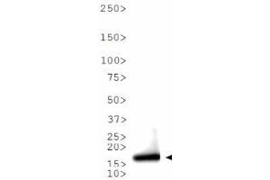 Western Blot of Rabbit Anti-Histone H3 [ac Lys9] Antibody. (Histone 3 Antikörper  (H3K9ac))