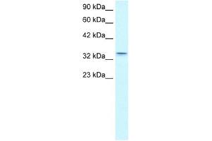 Claudin 16 antibody used at 0.