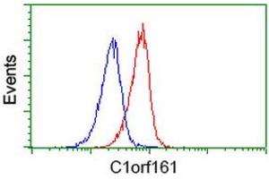 Image no. 3 for anti-Mab-21-Like 3 (MAB21L3) antibody (ABIN1497031) (MAB21L3 Antikörper)