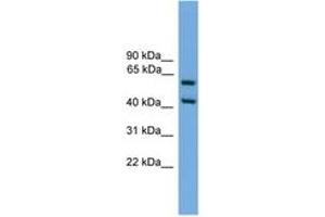 Image no. 1 for anti-E74-Like Factor 3 (Ets Domain Transcription Factor, Epithelial-Specific) (ELF3) (AA 201-250) antibody (ABIN6746138) (ELF3 Antikörper  (AA 201-250))