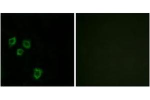 Immunofluorescence analysis of HepG2 cells, using MUC16 Antibody.