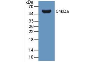 Figure. (GLTP Antikörper  (AA 2-209))