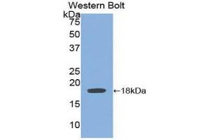 Western Blotting (WB) image for anti-Bone Morphogenetic Protein 15 (BMP15) (AA 266-388) antibody (ABIN1858150) (BMP15 Antikörper  (AA 266-388))