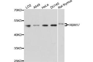 Western blot analysis of extracts of various cell lines, using RBM17 antibody (ABIN5971667) at 1/1000 dilution. (RBM17 Antikörper)