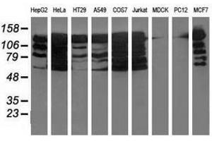 Image no. 1 for anti-Budding Uninhibited By Benzimidazoles 1 Homolog beta (Yeast) (BUB1B) antibody (ABIN1496997) (BUB1B Antikörper)