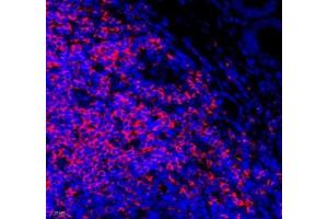 Immunofluorescence of paraffin embedded rat colon using Lat (ABIN7074502) at dilution of 1: 2100 (400x lens)